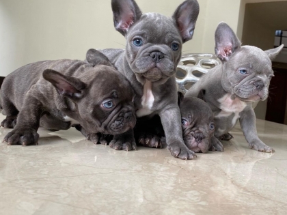 frenchie